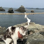 焼き処 張り込み8 - 夫婦岩と愛猫