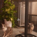 ツマンデ呑める みやこパーラー ハイサイ! - 