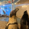 ペンギンのいるダイニングバー沖縄 - 愛想無いなぁーと思いきや餌の時間になるとハッスルします〜!!