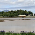 藤い屋 - 茨城の地では田植えが始まりました♫