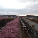 しらすや - 線路沿いの河津桜