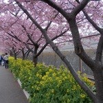 しらすや - 菜花と河津桜