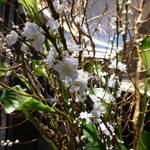 ラ・ロカンダ - 2015年3月　レストラン入り口に、桜が活けてありました♪