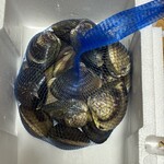 マルヨシ水産 はまぐり屋 - 18個