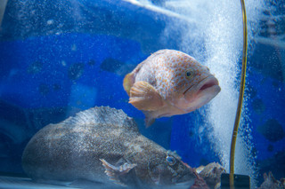 Kusuo - 入口すぐの生簀！！新鮮な魚介をお愉しみ下さい。