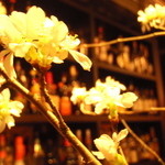 Bar Restaurant Cor - 寒桜のむこうに２００以上の酒がずらーり