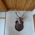 鹿さんがお出迎え