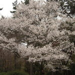 Teramachi Yoshikura - 歩いて2分の京都御所の桜