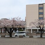 レストラン花林檎 - 桜満開