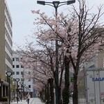レストラン花林檎 - 桜満開