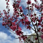 ひらおか梅ほんぽ - ドリンク写真: