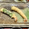 天ぷら とばり - 車海老、車海老大葉巻