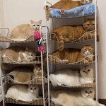 ユニバース - 本日のキャッツ様☆お土産多すぎ…(笑)