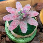 プルス ウルトラ - 「青菜のマカロン」