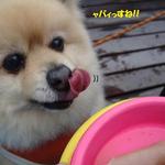 DOG DEPT.+CAFE Karuizawapurinsuten - 冷めてからお召し上がりください♨