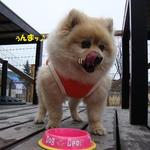 DOG DEPT.+CAFE Karuizawapurinsuten - 完食♪