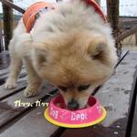 DOG DEPT.+CAFE Karuizawapurinsuten - ③本は食べ過ぎです!!