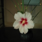 瓢亭 - 朝取りの芙蓉