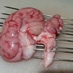 もつ焼き 煮込み 楓 - 8ぶれんず