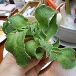 ラ･ベファーナ - 