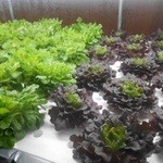 ラ･ベファーナ 汐留 - 