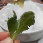 ラ･ベファーナ - 