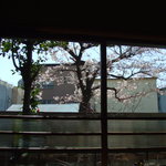 スパイスカフェ - 満開の桜