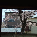スパイスカフェ - 満開の桜