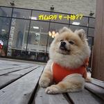 DOG DEPT.+CAFE Karuizawapurinsuten - 別腹??