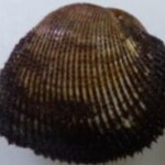 魚力 - 料理写真:■赤貝３個￥637
