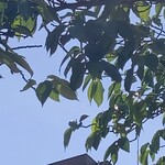 おらが蕎麦 - 