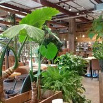 KIBE KITCHEN - 店内は、緑がいっぱい！