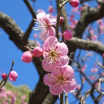 会合 - おまけ、荒山公園の梅