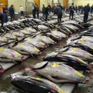 北部市場より毎朝届く鮮魚！！