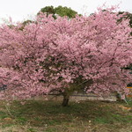 かんなび - 2015年03月07日（土）　”かんなび”手前の河津桜・・春ですね・・