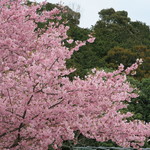 かんなび - 2015年03月07日（土）　”かんなび”手前の河津桜・・春ですね・・
