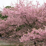 かんなび - 2015年03月07日（土）　”かんなび”手前の河津桜・・春ですね・・