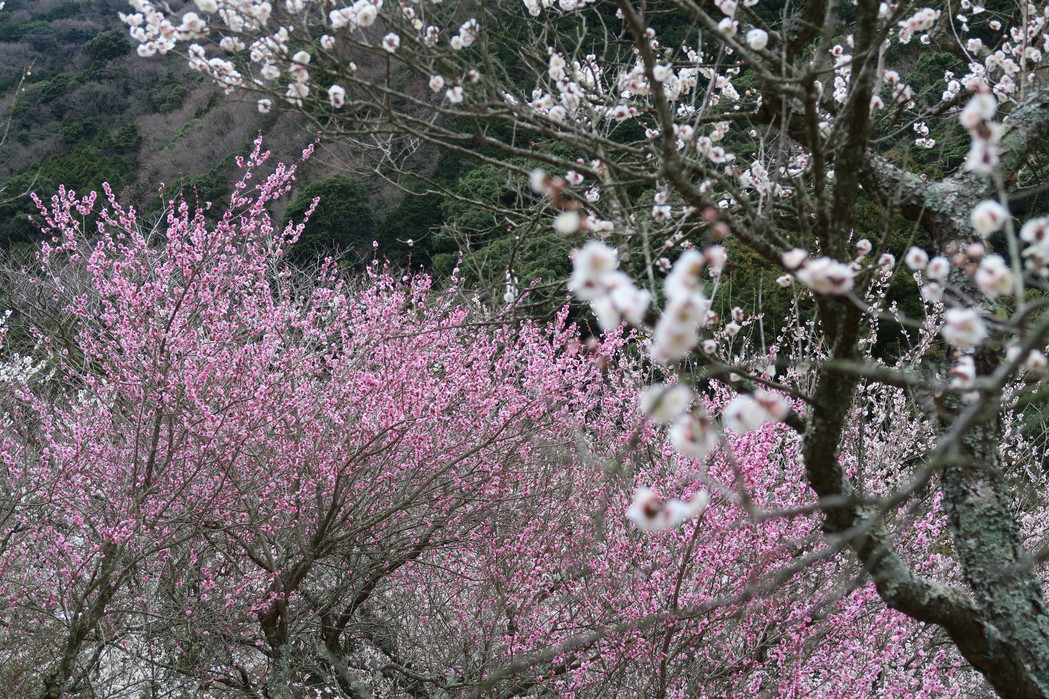 湯治場弘法の湯 name=