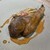 ラヴァンドール - 料理写真:ラム