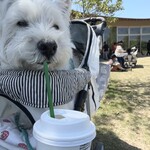 スターバックス コーヒー - 
