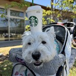 スターバックス コーヒー - 
