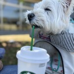 スターバックス コーヒー - 