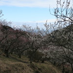 オレンジドームゆがわら - 2015年03月08日（日）　湯河原梅園