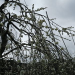 オレンジドームゆがわら - 2015年03月08日（日）　湯河原梅園