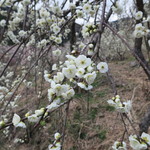 オレンジドームゆがわら - 2015年03月08日（日）　湯河原梅園