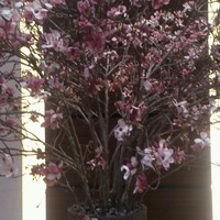 モダンフレンチ 「コラージュ」 コンラッド東京 - エントランス の春の装い