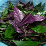 食堂花笠 - 