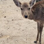 オールデイ ダイニング - 