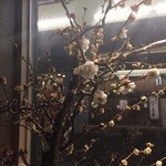 ひのと - H27.03.13  桜