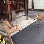 Kohiya Bonzu - お店の近くにも鹿が闊歩していました